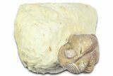 Enrolled Kainops Trilobite - Black Cat Mountain, Oklahoma #362991-2